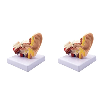 1,5 X Анатомическая модел на човешкото ухо - професионална настолна симулация модел на структура на вътрешното ухо за обучение